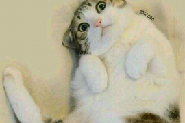 讨债行业的祖师爷:揭秘债界传奇人物 讨债行业的祖师爷:揭秘债界传奇人物